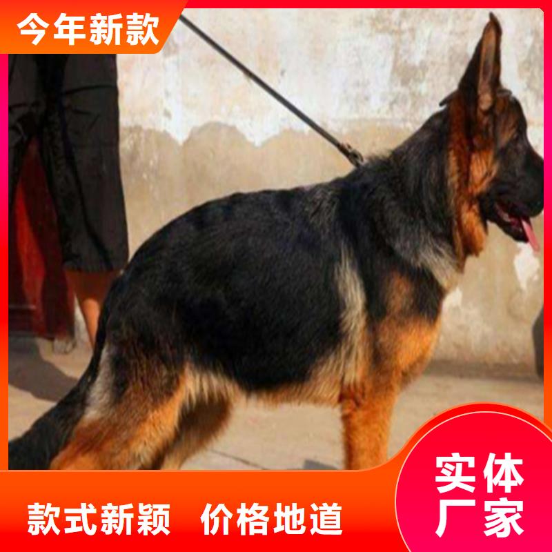 德國牧羊犬黑狼高品質(zhì)誠信廠家