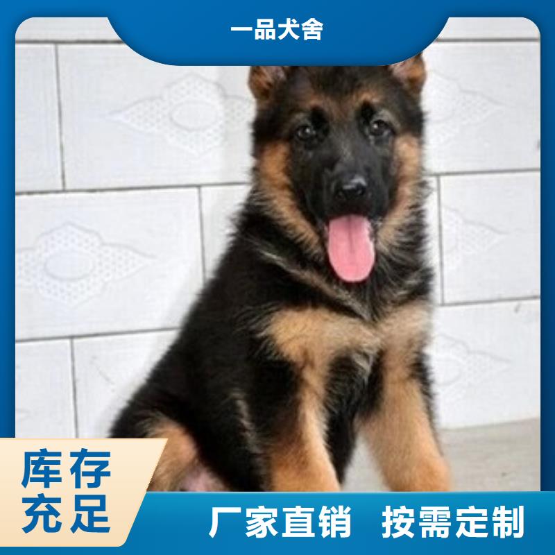 德国牧羊犬马犬品牌专营