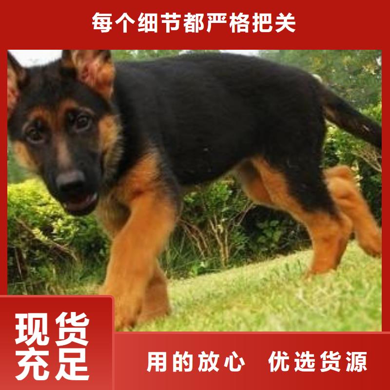 德國牧羊犬-杜賓犬匠心打造