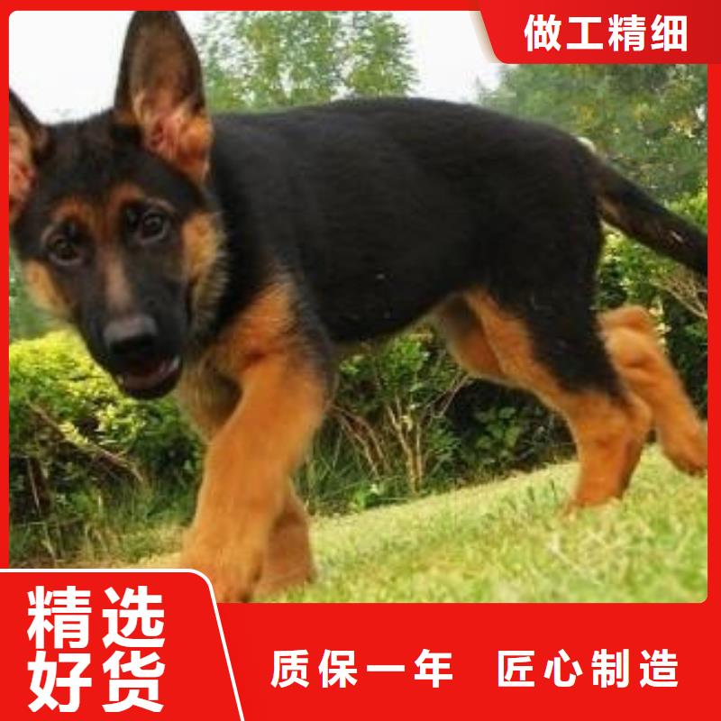 德国牧羊犬,德牧犬一手货源