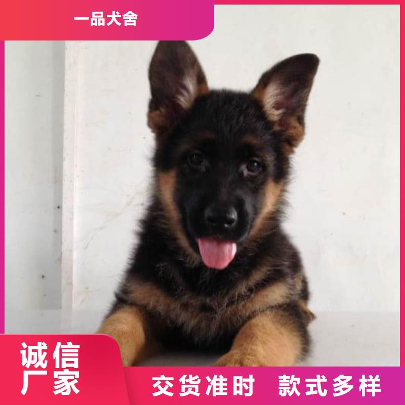 德国牧羊犬德牧犬好品质选我们