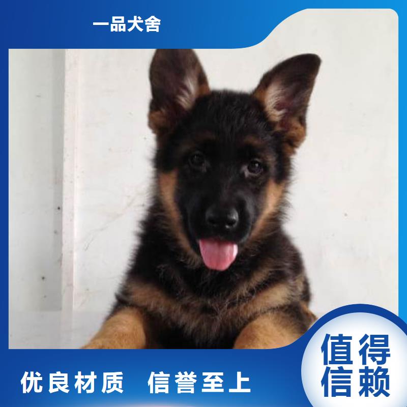 德國牧羊犬杜高犬現貨供應