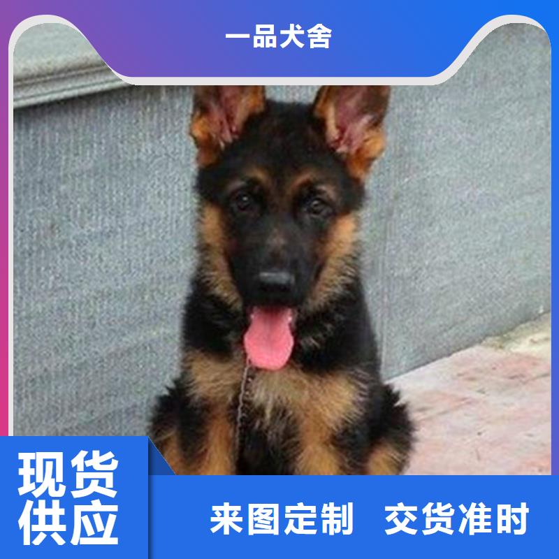 德國牧羊犬-杜賓犬匠心打造