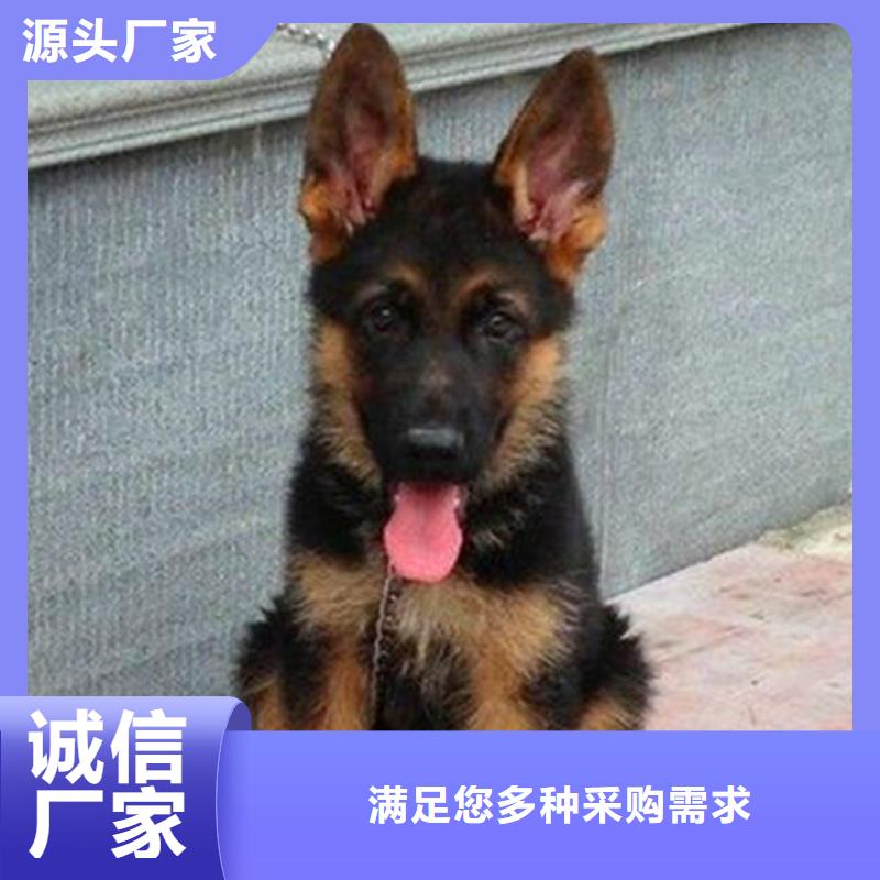 德國牧羊犬杜高犬現貨供應
