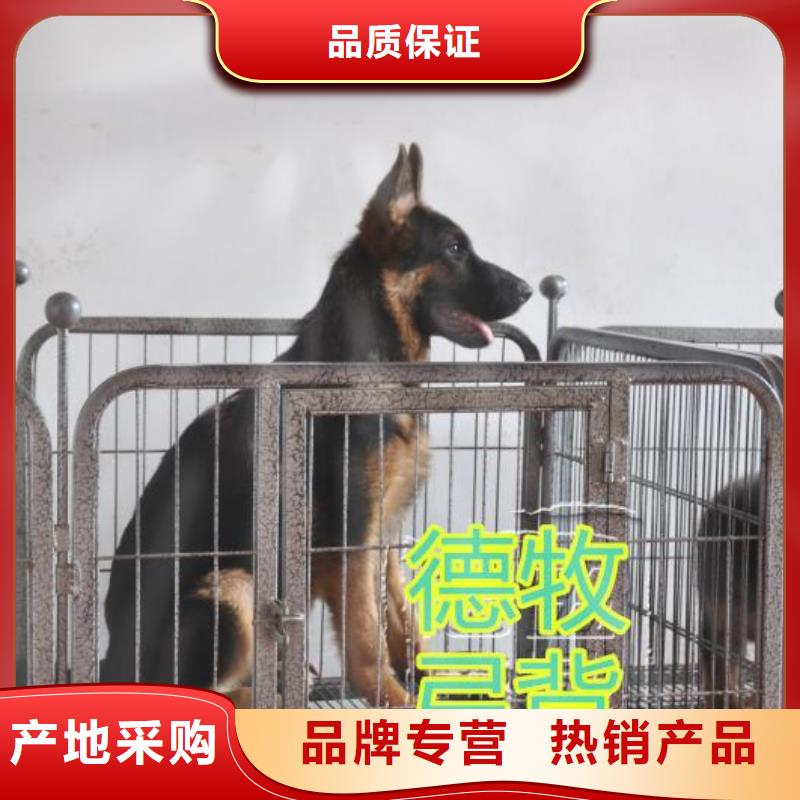 德國牧羊犬杜高犬現貨供應