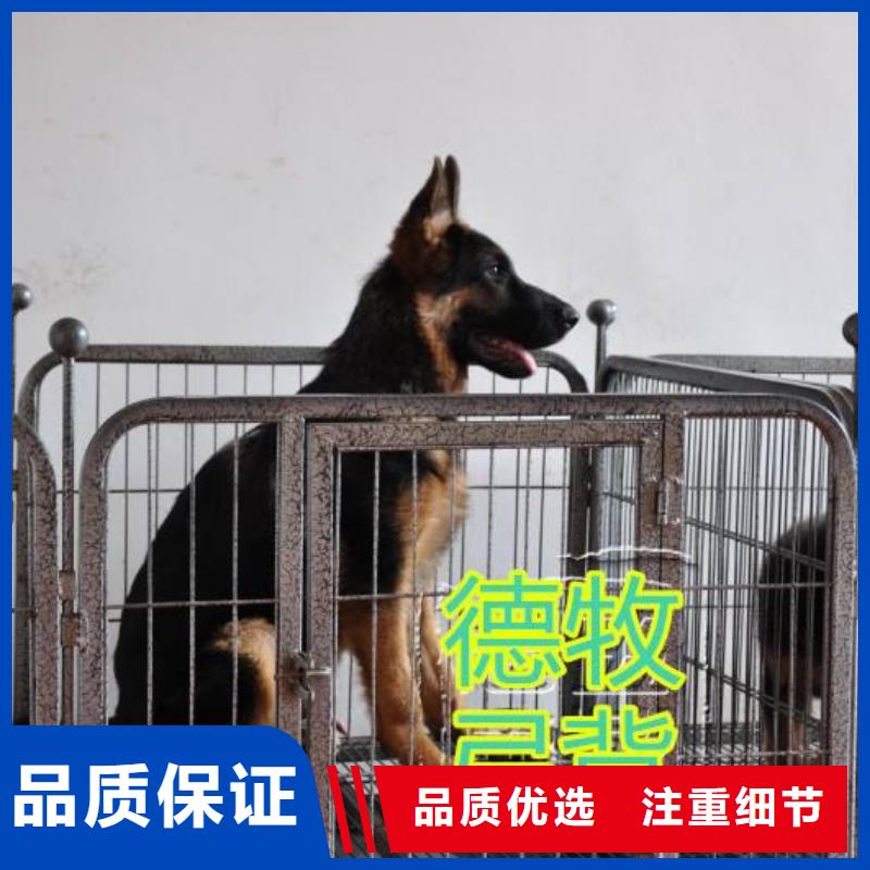 德國(guó)牧羊犬_杜賓犬專業(yè)生產(chǎn)團(tuán)隊(duì)
