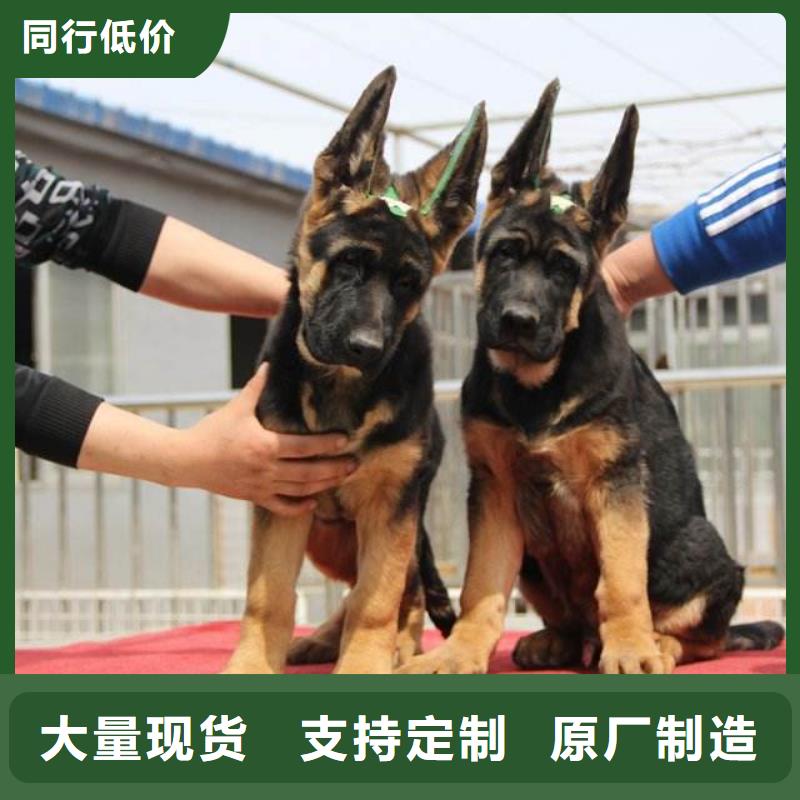 德國牧羊犬杜高犬現貨供應