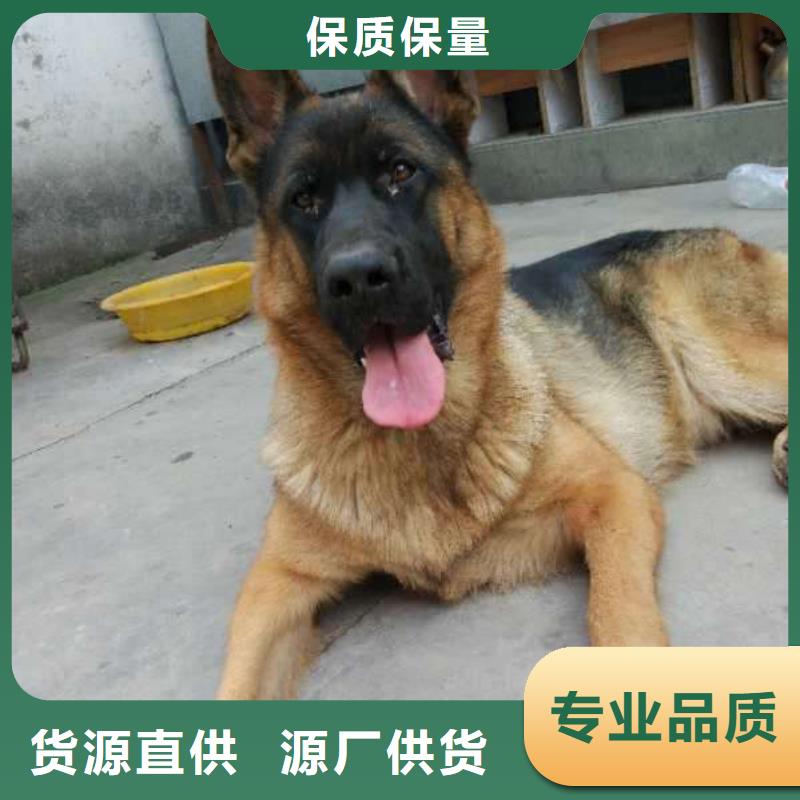 德國(guó)牧羊犬_杜賓犬專業(yè)生產(chǎn)團(tuán)隊(duì)