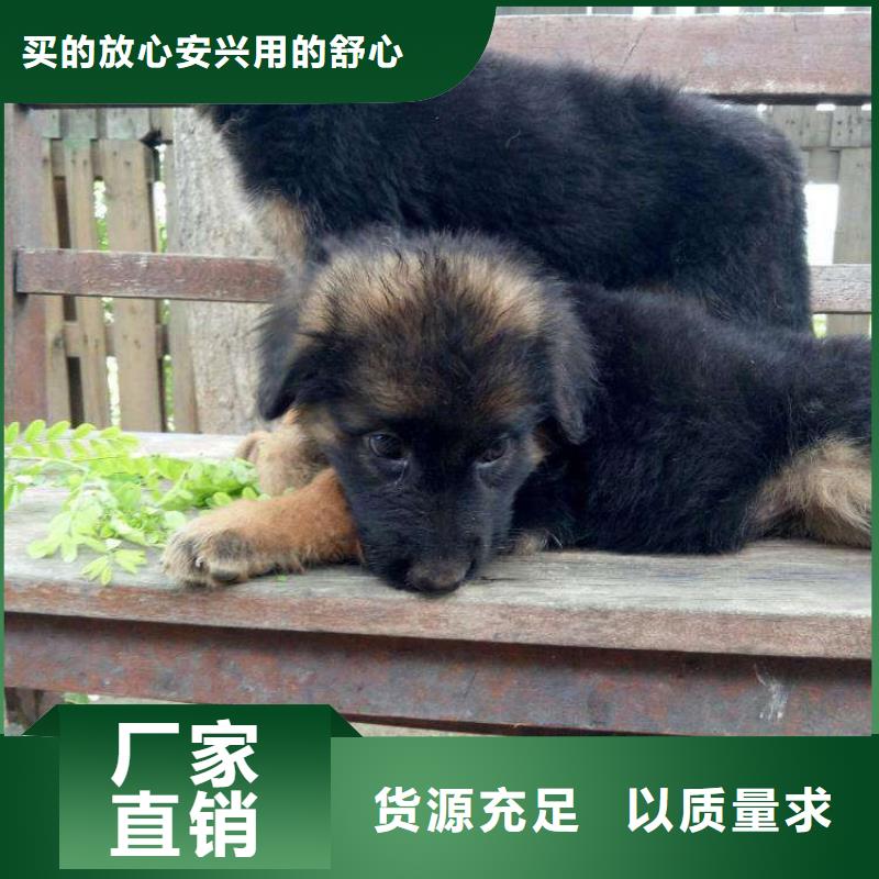 德國牧羊犬-杜賓犬匠心打造