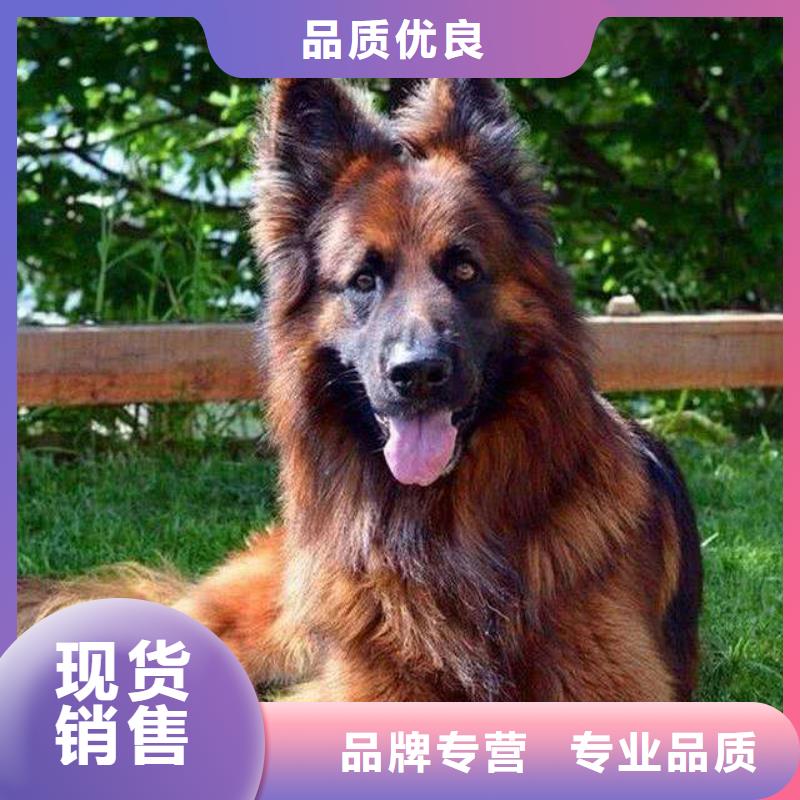 德國(guó)牧羊犬杜賓犬廠家大量現(xiàn)貨