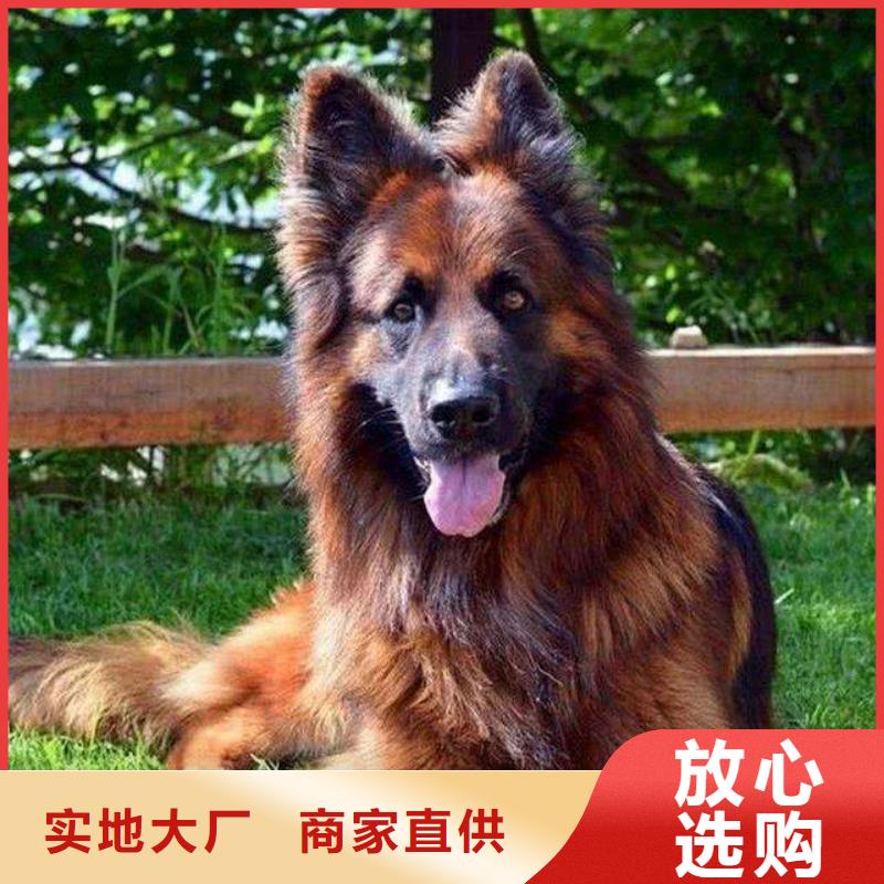 德國牧羊犬-杜賓犬專注品質(zhì)