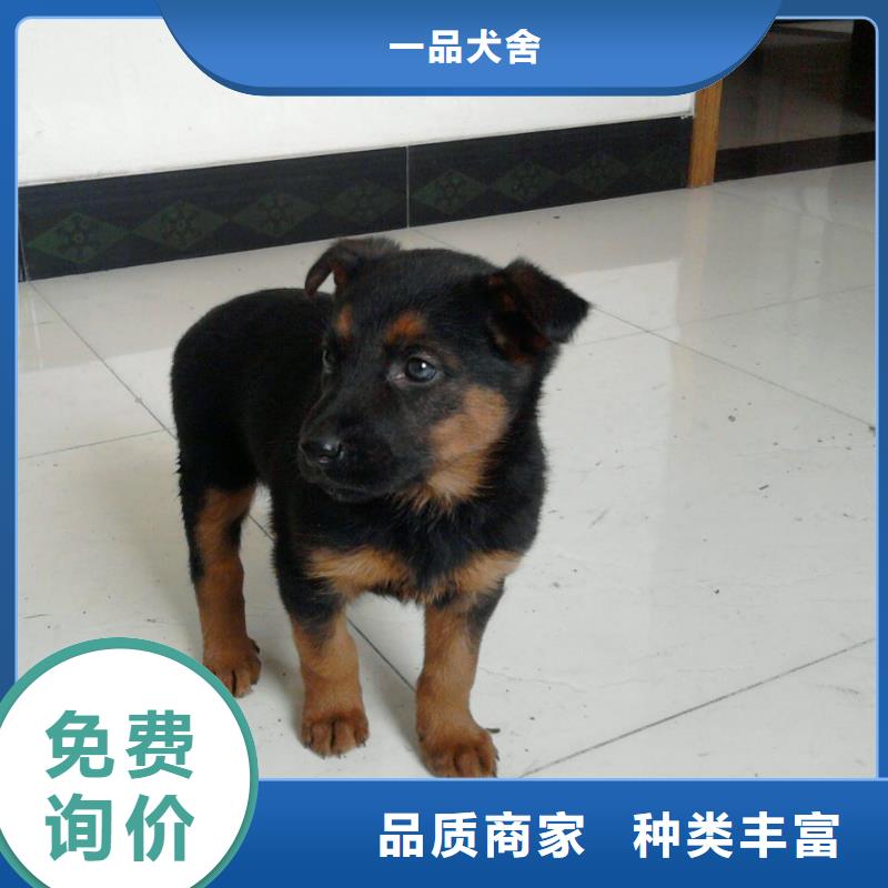 德國(guó)牧羊犬_杜賓犬專業(yè)生產(chǎn)團(tuán)隊(duì)