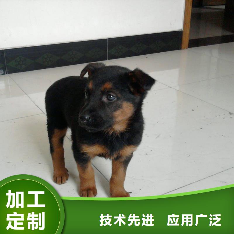 德國牧羊犬-杜賓犬專注品質(zhì)