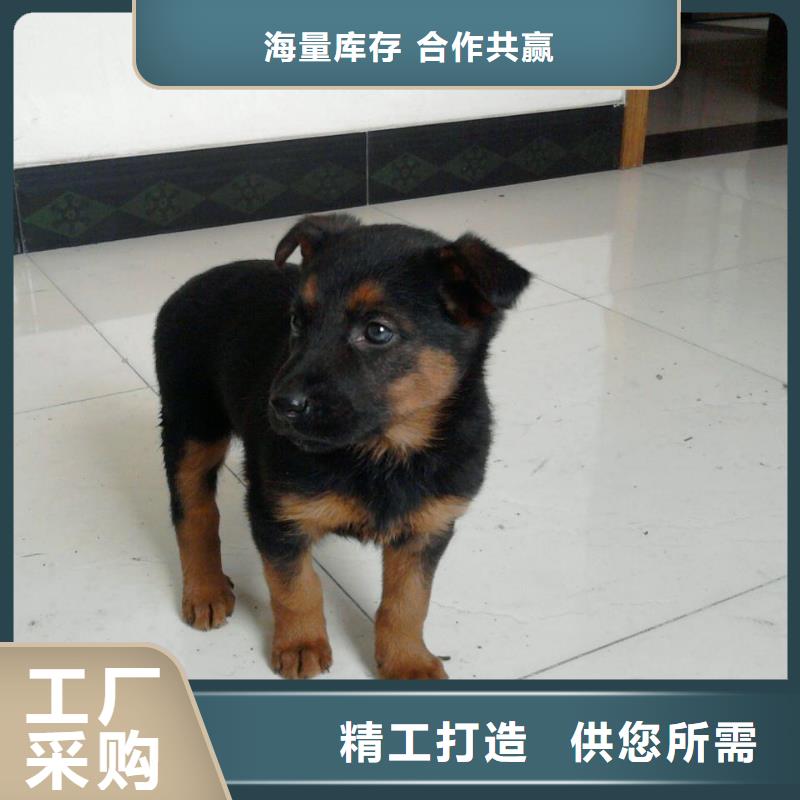 德國牧羊犬杜高犬現貨供應