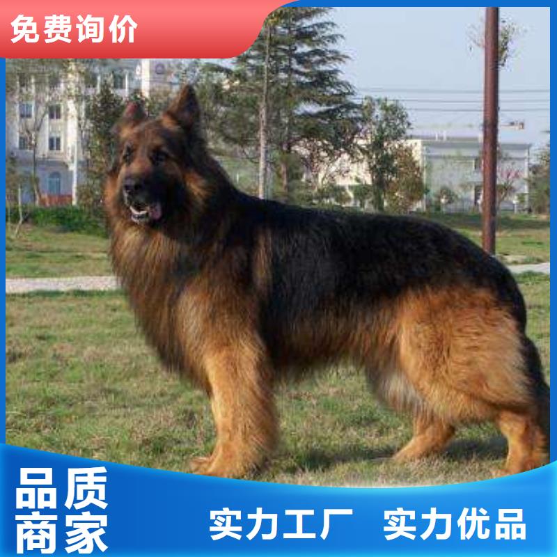 德國牧羊犬-杜賓犬匠心打造
