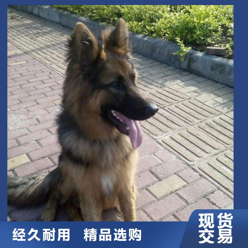 德國牧羊犬杜高犬現貨供應