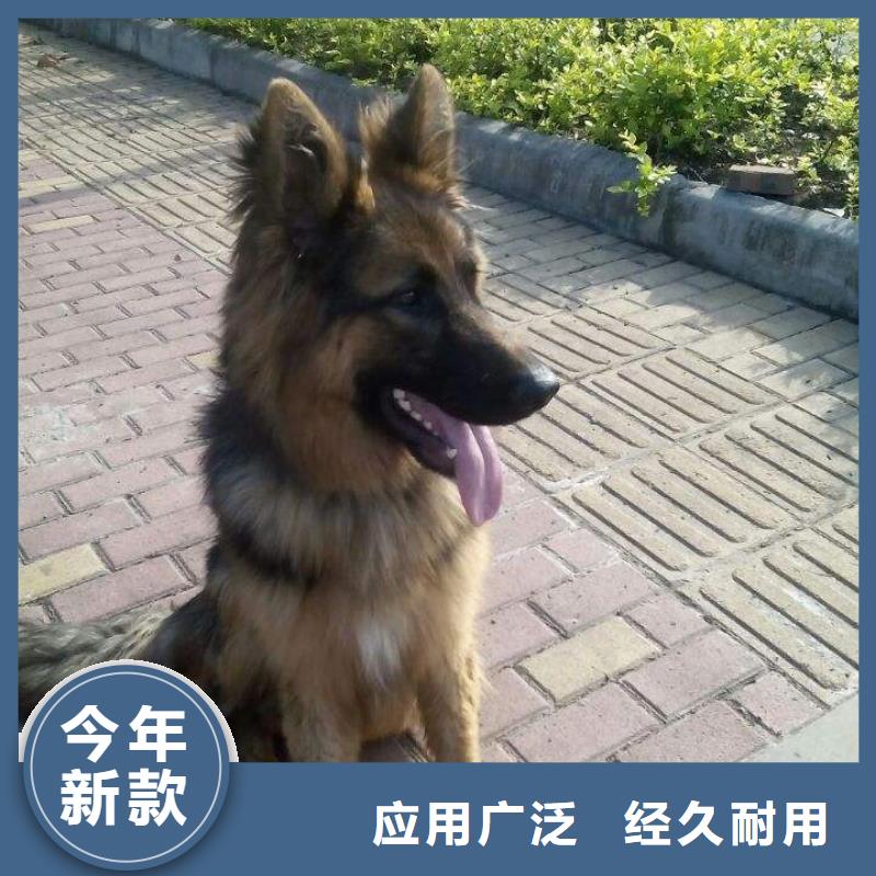 德國牧羊犬-杜賓犬專注品質(zhì)