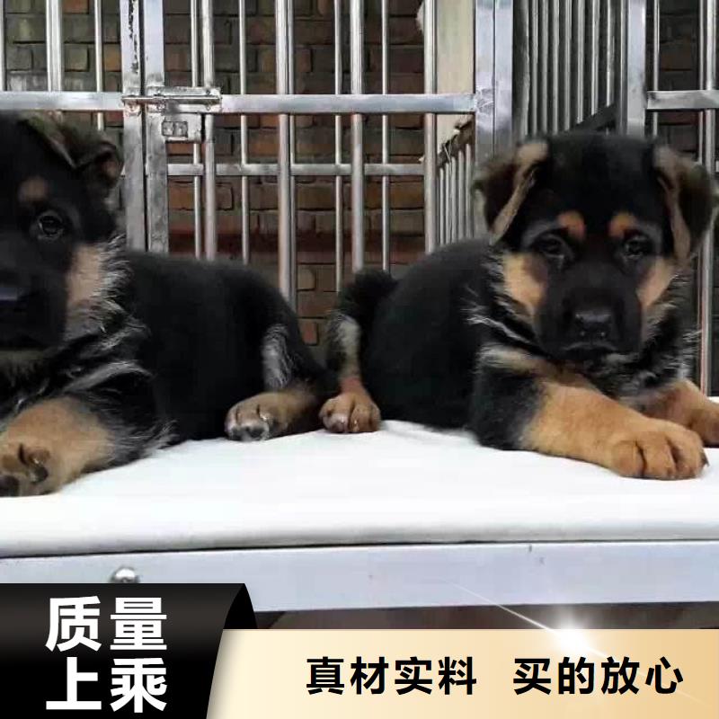 德國牧羊犬-杜賓犬匠心打造