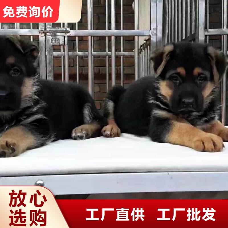 德國牧羊犬杜高犬現貨供應