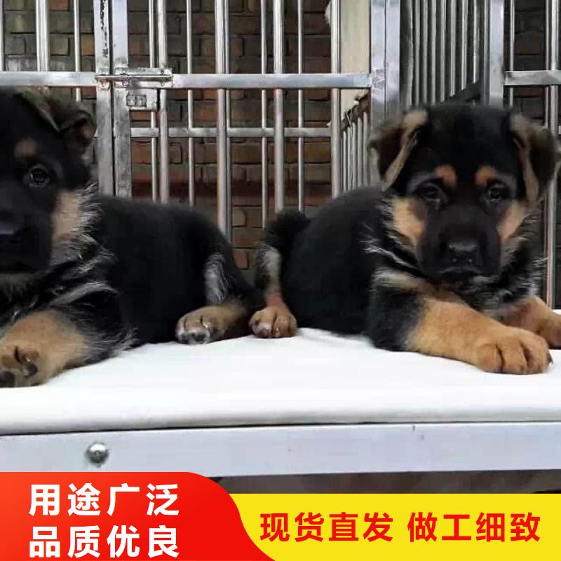 德國(guó)牧羊犬_杜賓犬專業(yè)生產(chǎn)團(tuán)隊(duì)