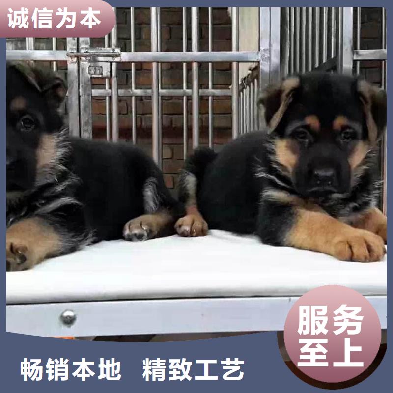 德国牧羊犬拉布拉多犬通过检测