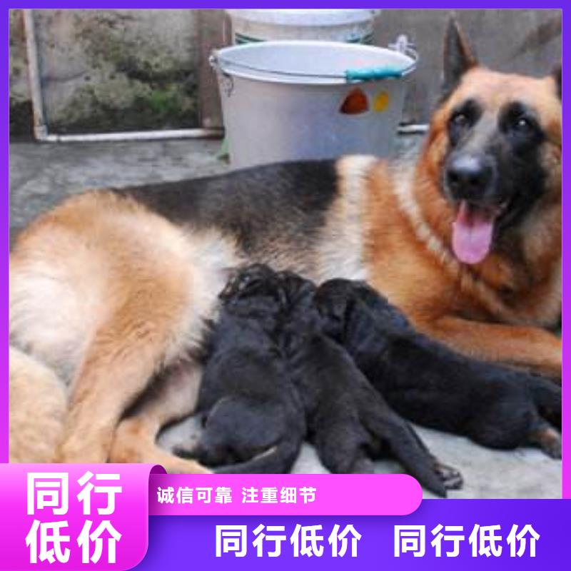 德國(guó)牧羊犬_杜賓犬專業(yè)生產(chǎn)團(tuán)隊(duì)