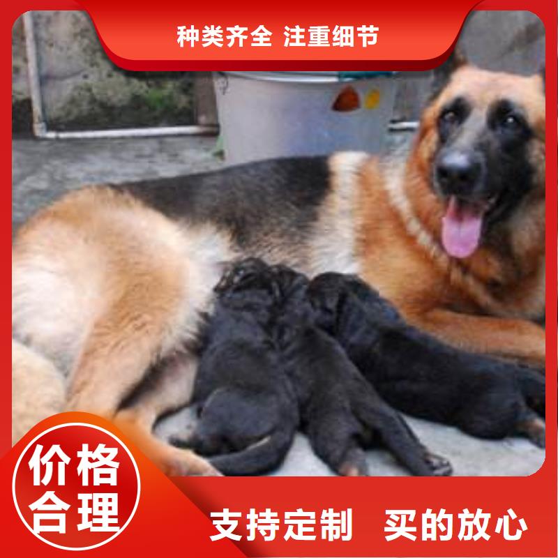 德國牧羊犬-杜賓犬專注品質(zhì)