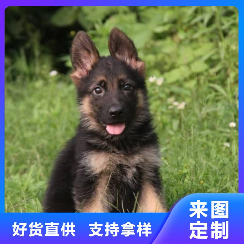 德國牧羊犬杜高犬現貨供應