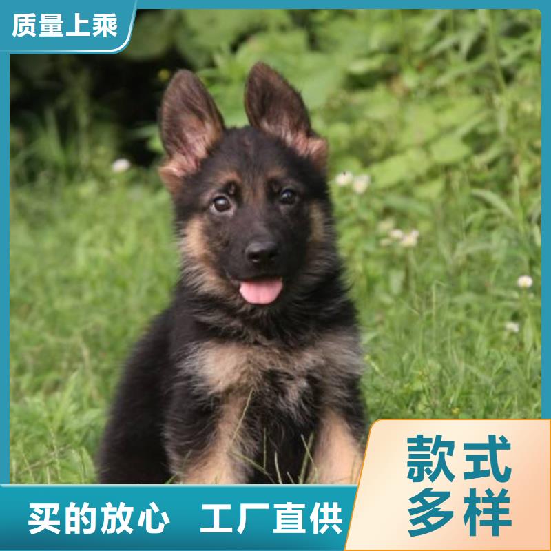 德國(guó)牧羊犬杜賓犬廠家大量現(xiàn)貨