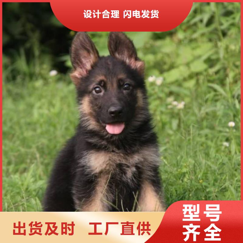 德國(guó)牧羊犬_杜賓犬專業(yè)生產(chǎn)團(tuán)隊(duì)