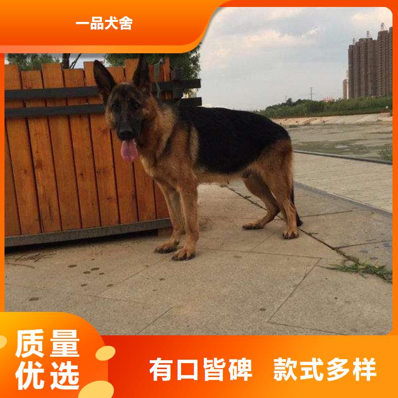 德國牧羊犬-杜賓犬專注品質(zhì)