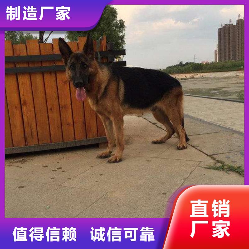 德國(guó)牧羊犬_杜賓犬專業(yè)生產(chǎn)團(tuán)隊(duì)