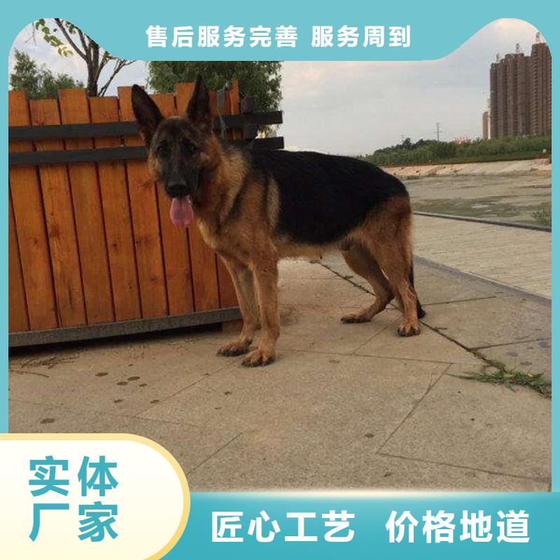 德國牧羊犬-杜賓犬匠心打造