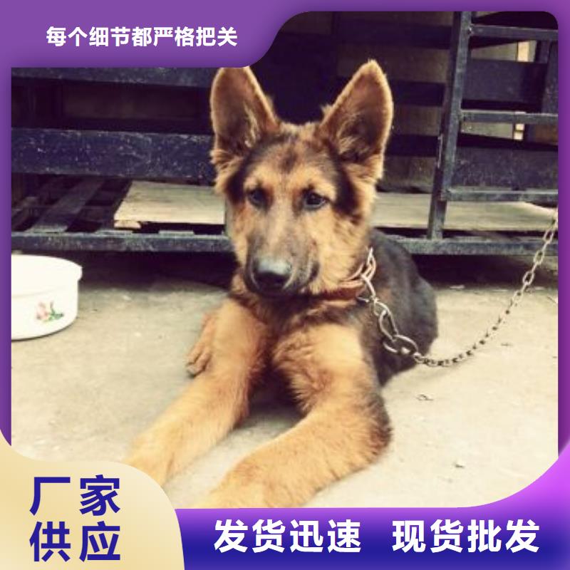 德國(guó)牧羊犬_杜賓犬專業(yè)生產(chǎn)團(tuán)隊(duì)