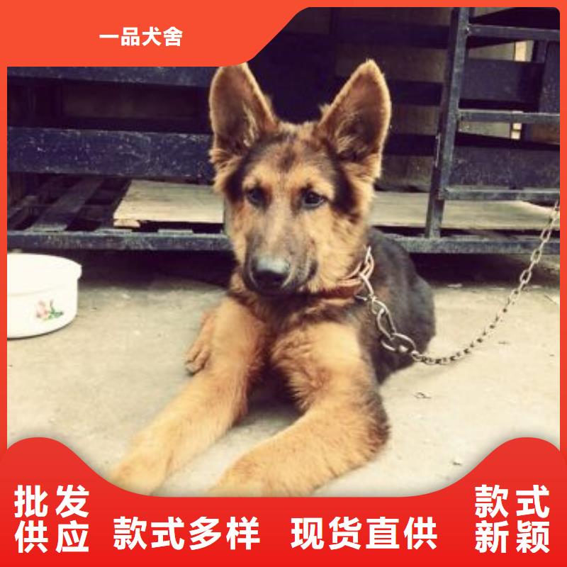 德國牧羊犬-杜賓犬匠心打造