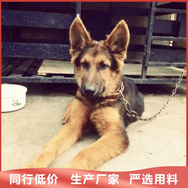 德国牧羊犬拉布拉多犬通过检测