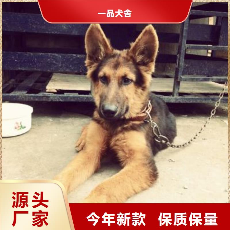 德國牧羊犬杜高犬現貨供應