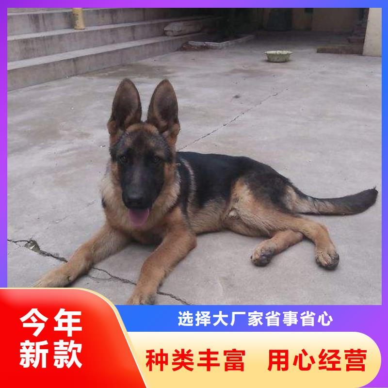德國牧羊犬杜高犬現貨供應