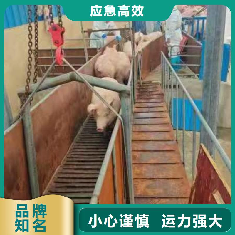 宿遷泗洪到豬籠車(chē)運(yùn)輸