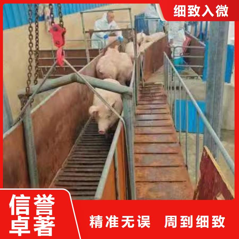 宿遷到豬只貿(mào)易信譽(yù)卓著