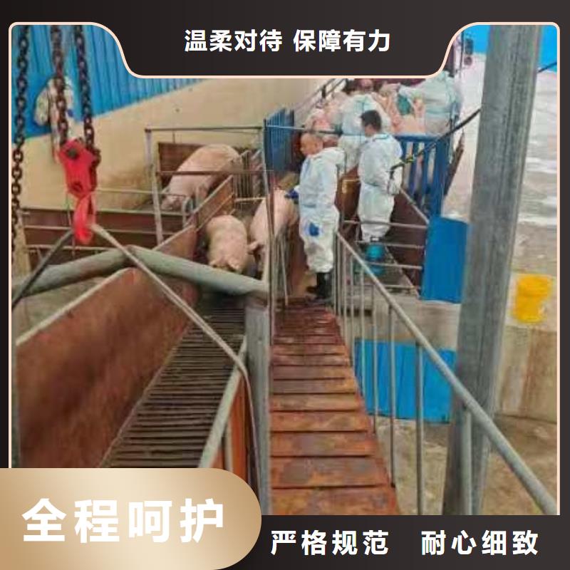 宿遷沭陽到畜禽運輸
