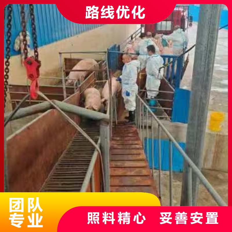 宿遷市沭陽到羊運(yùn)輸穩(wěn)妥可靠