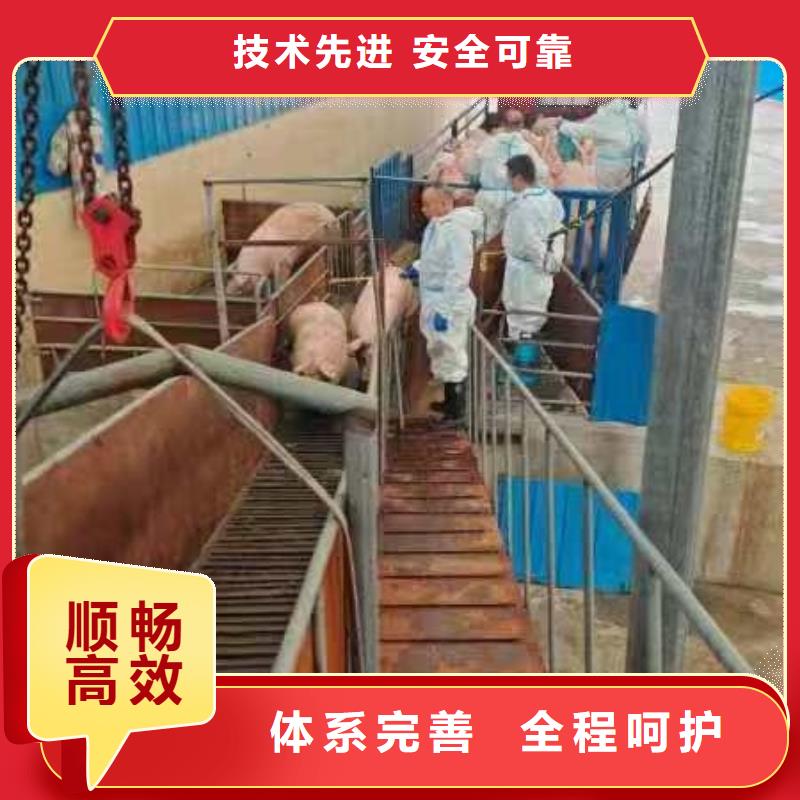 宿遷到種豬恒溫車運輸設(shè)備精良