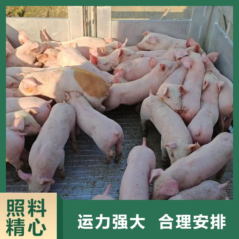 宿遷到生豬空調(diào)車運(yùn)輸便利快捷