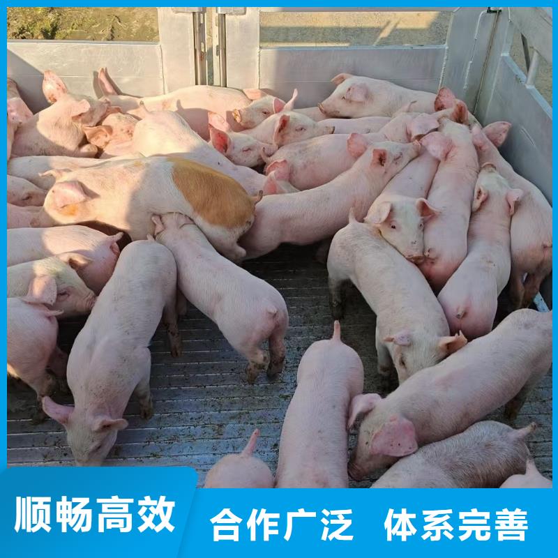 宿遷到豬牛羊運(yùn)輸口碑良好