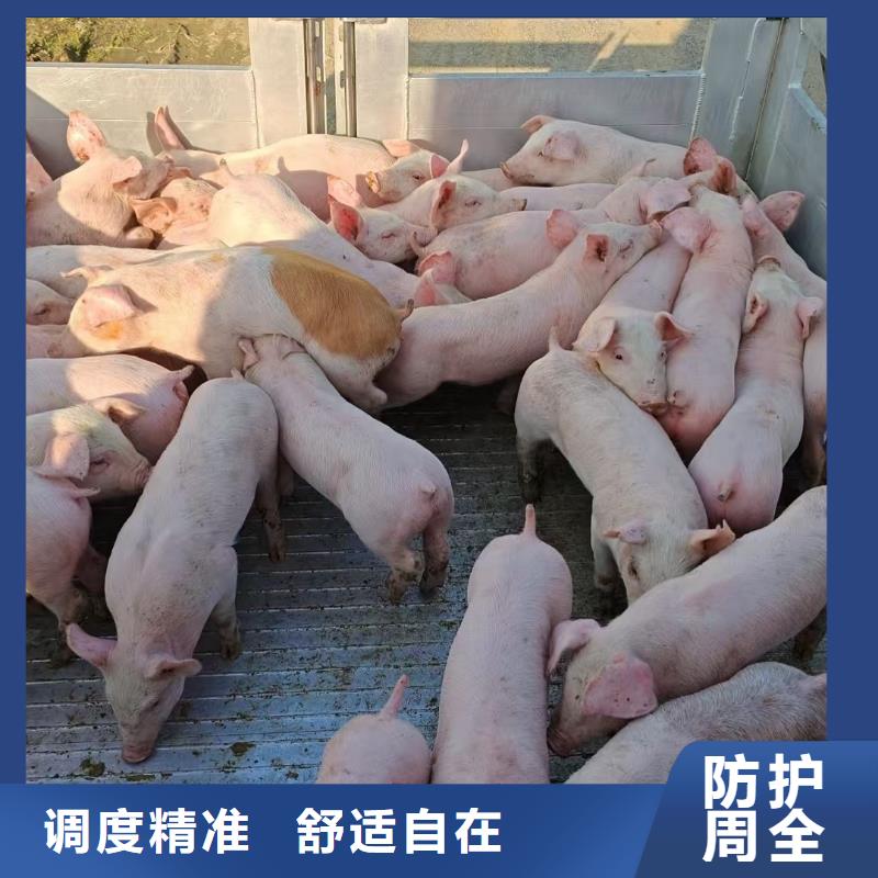 宿遷市沭陽到二育運(yùn)輸規(guī)模宏大