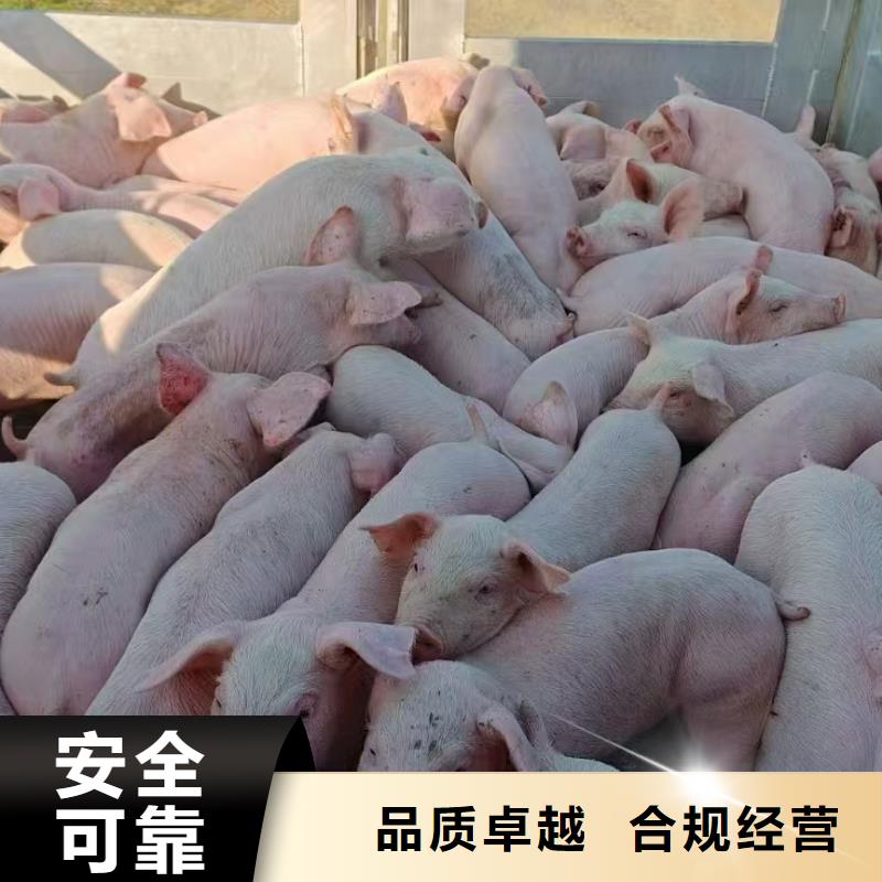 宿遷到種豬運(yùn)輸不倒車