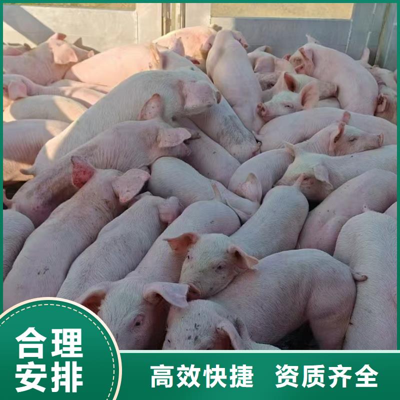 宿遷市沭陽到仔豬運輸及時送達