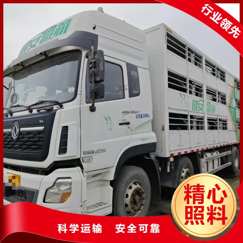 宿遷市到仔豬恒溫車運輸規(guī)模宏大