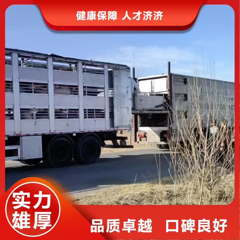 宿遷市泗陽到豬運(yùn)輸舒適自在